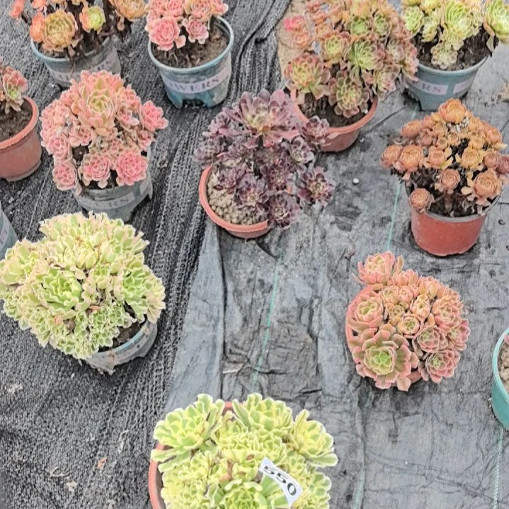 星***二绿豆沙2-23550花花花