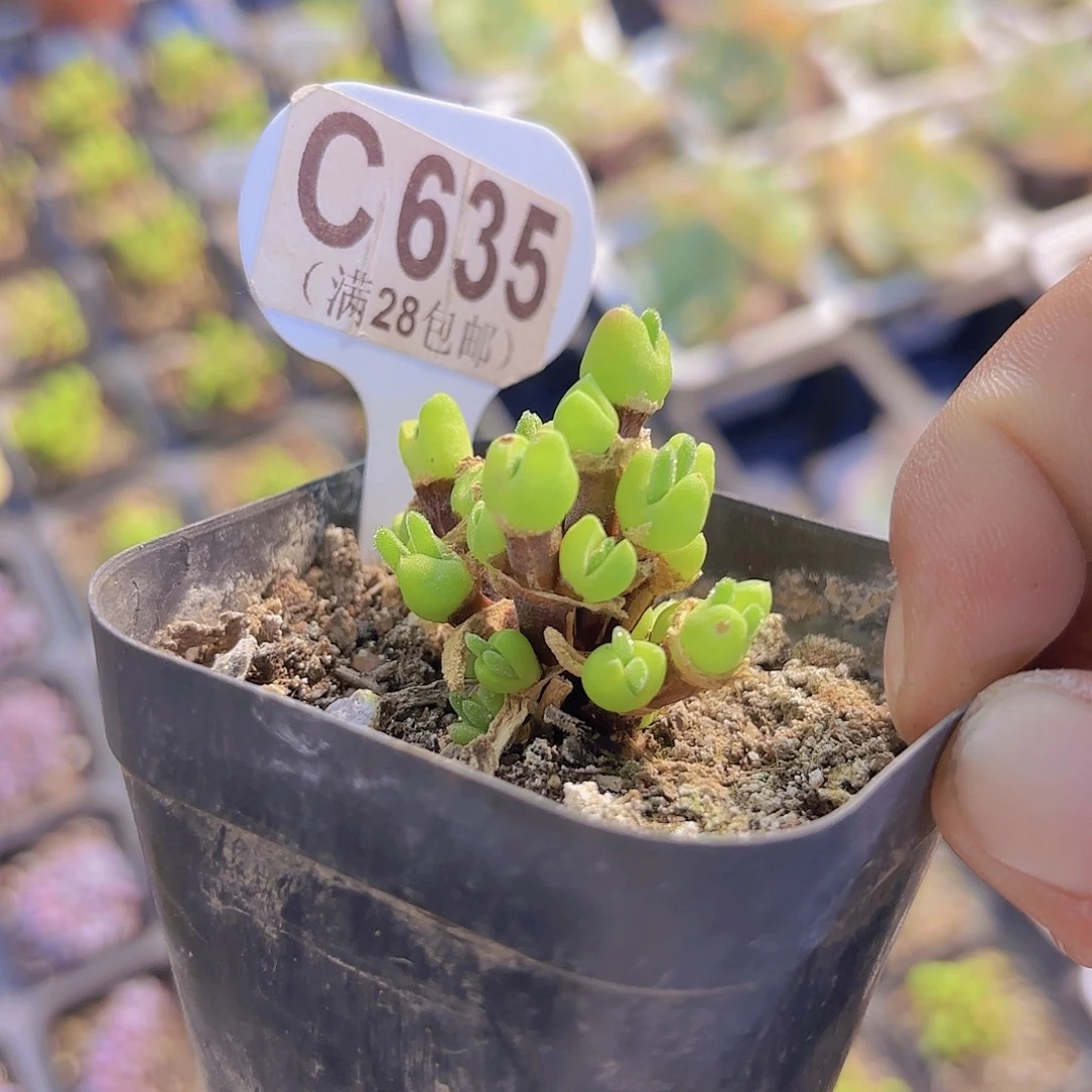 C635小兔子一物一拍