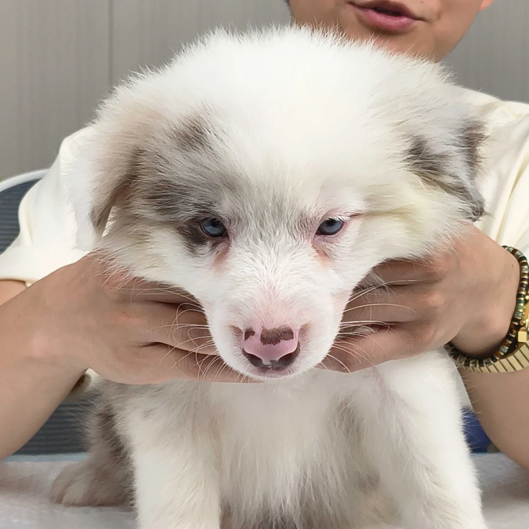 D10 边境牧羊犬 红陨石海盗 妹妹 7-31日窝次