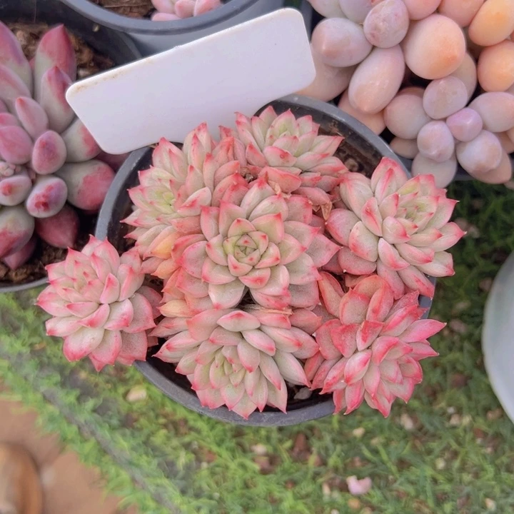 健健康康平平安安