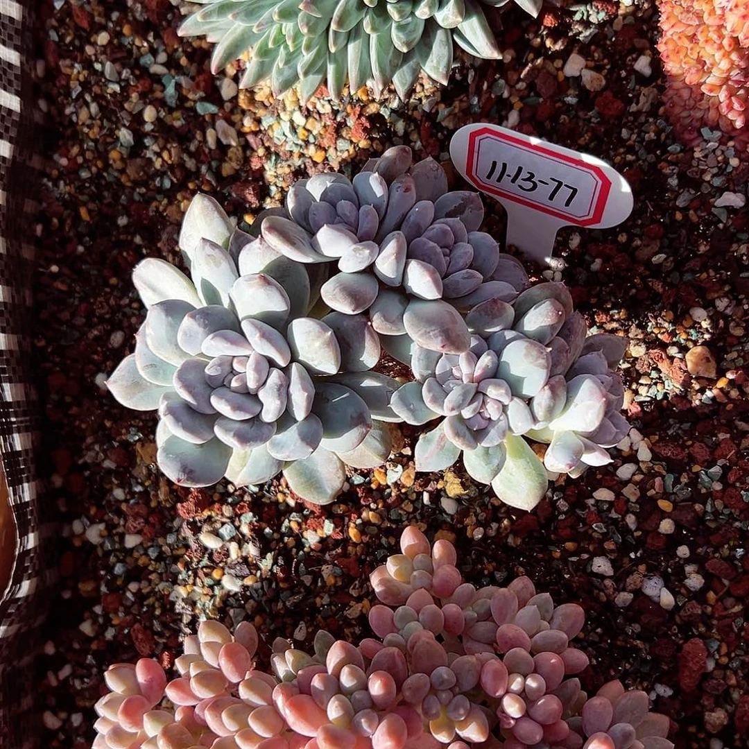 啵****1113-77菩提籽朵朵