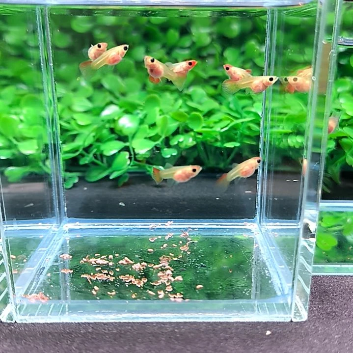 孔雀鱼红头玻璃猫苗子8条含两条备损