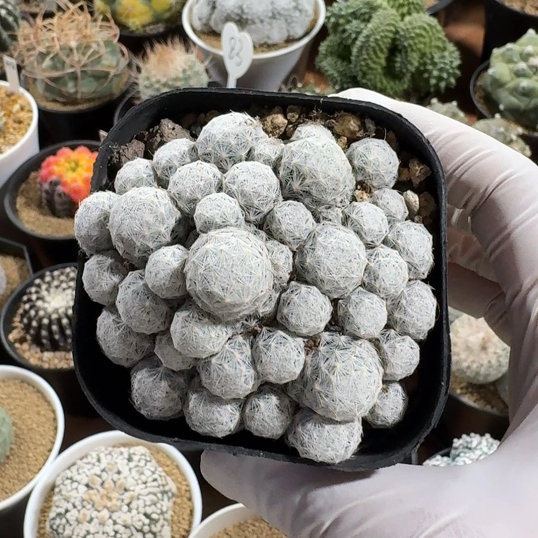 ！***？姬春星仙人球的123