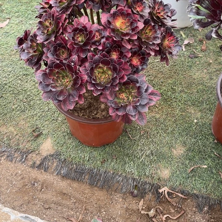 多肉植物花蝴蝶468