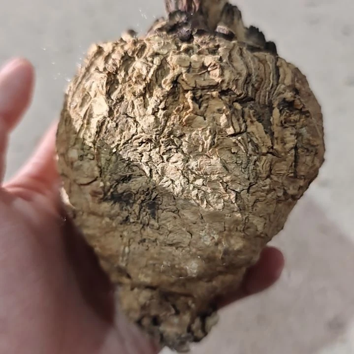 一物一拍，银叶多肉！！！