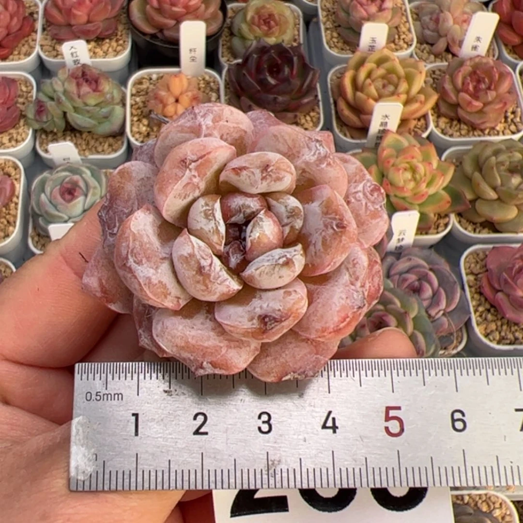 239 多肉植物组合