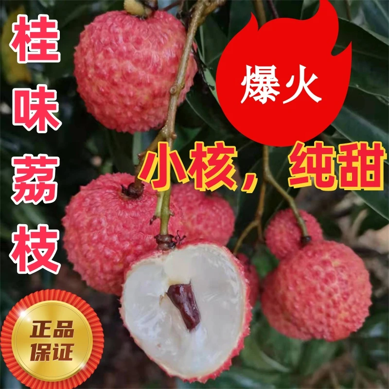 【邮政空运】正宗灵山仙进奉荔枝桂味荔枝新鲜当季水果整箱直发包邮