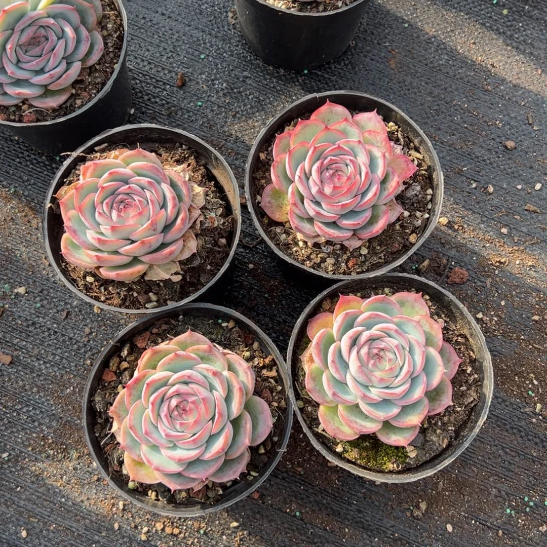 侧影2颗，8左右1111