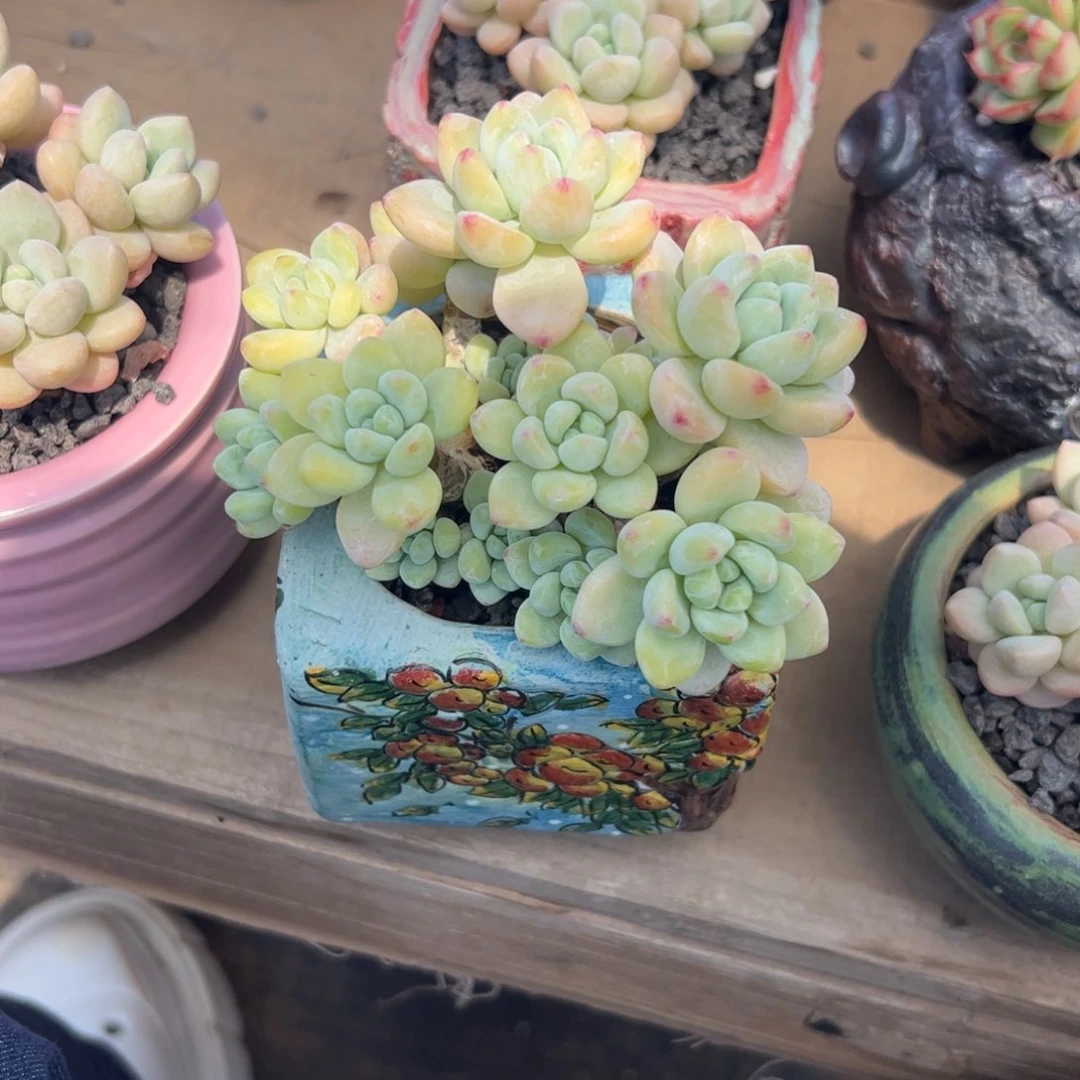 多肉植物的植物保护