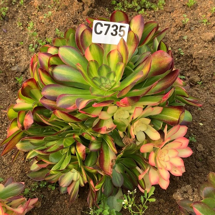 流星雨735多肉植物