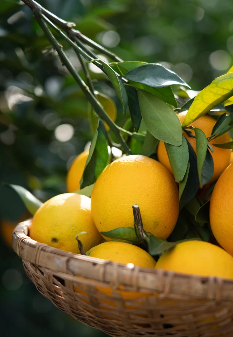 正宗赣南脐橙新鲜现摘香甜多汁橙香味浓产地直发（20斤）