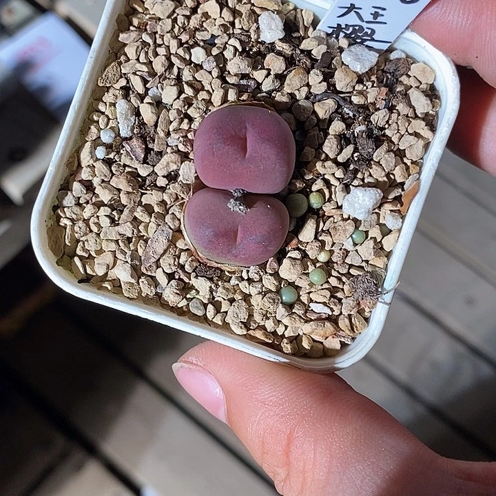 9333。大王樱桃sp甜心色