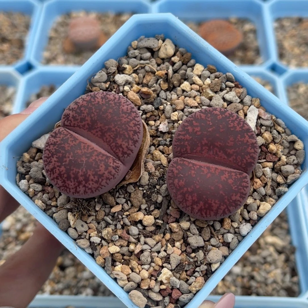 1267酒红紫薰2颗尺寸3.0