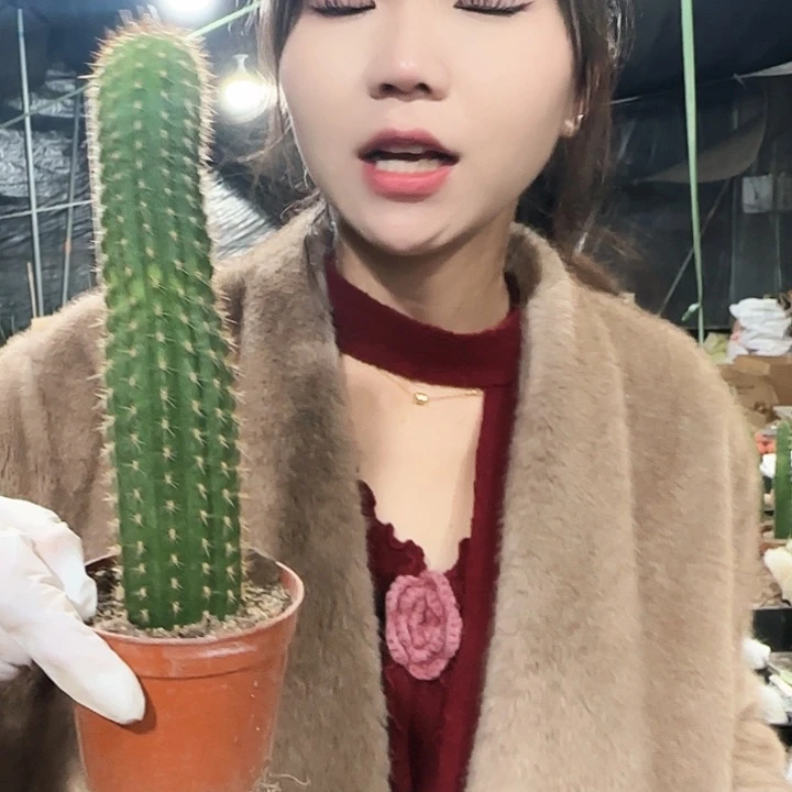 飞龙毛花柱111111111