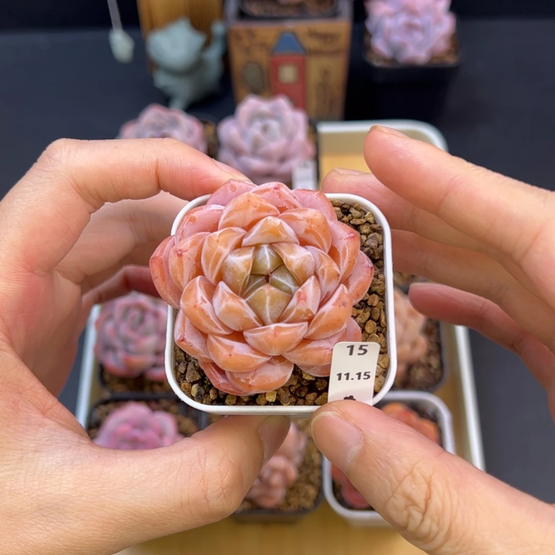 好好看15、哈哈哈哈哈