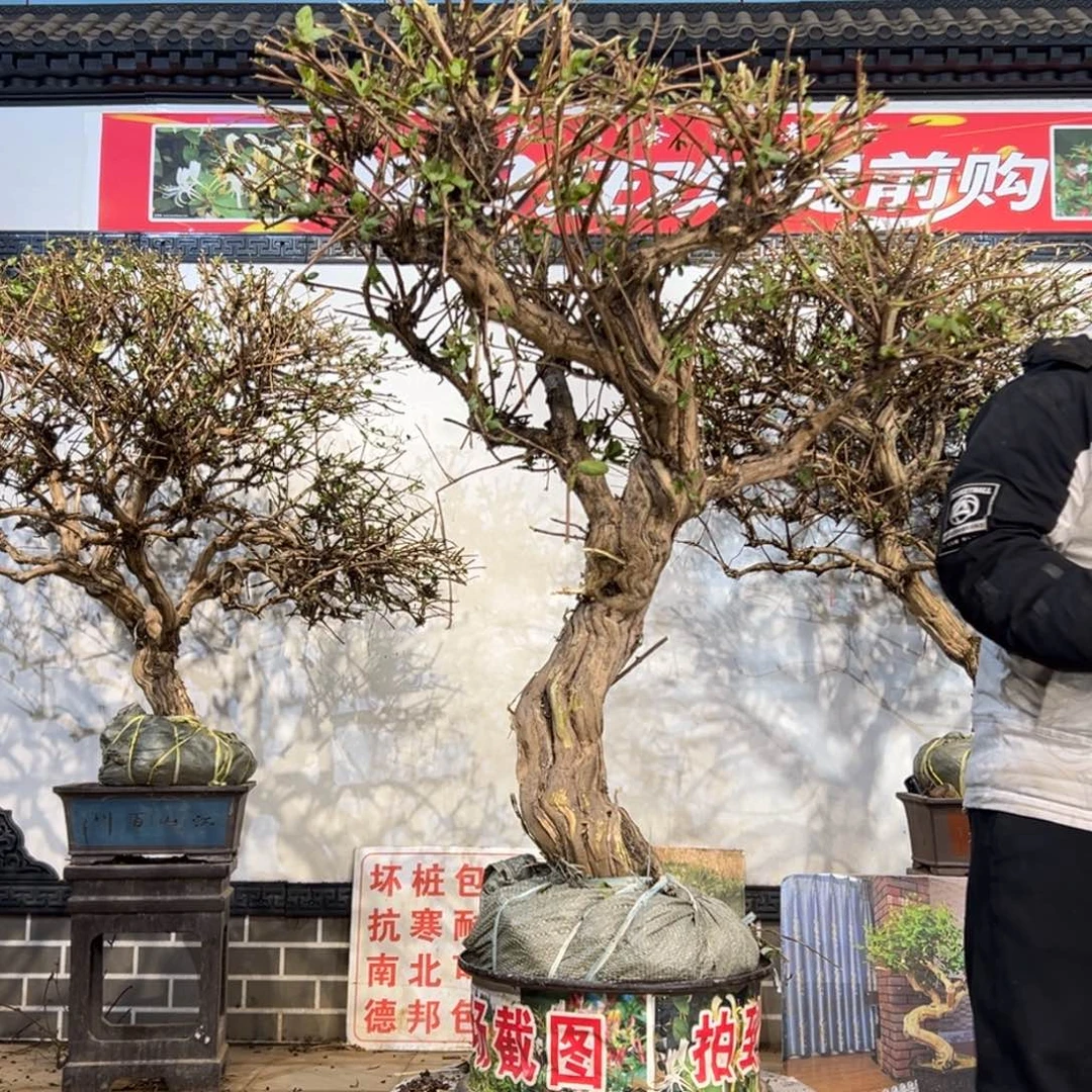 无花朵金银花588558888888888