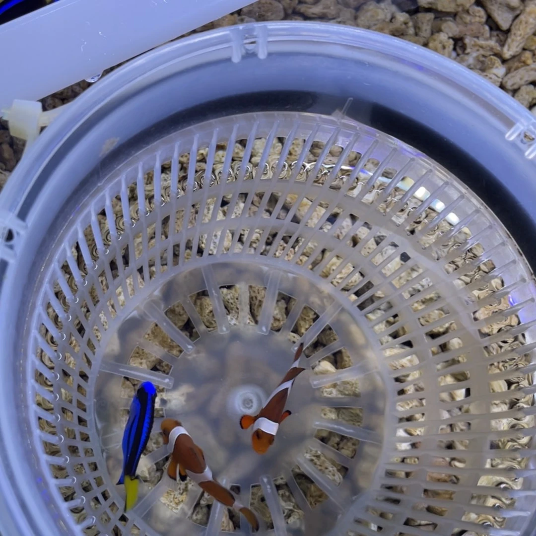佳***雨海水鱼蓝调一条顺丰