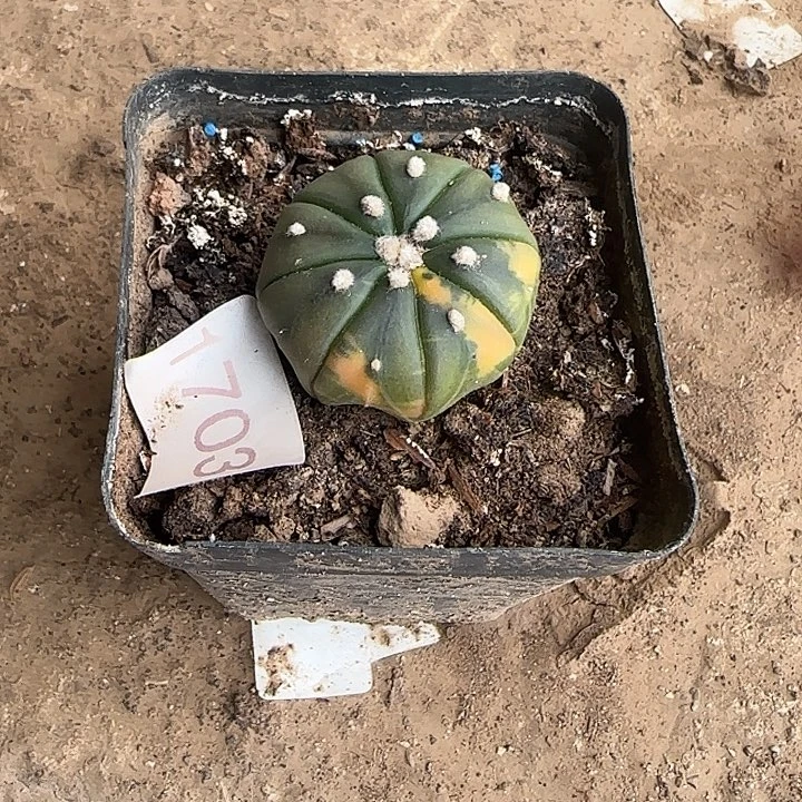 2692号实生痘锦^_^^_^