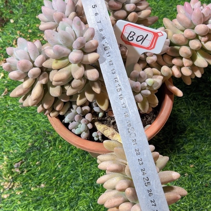 薇***)B01大群粉色恋人群32.8