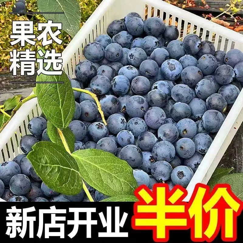 【云南M6花香蓝莓】云南花香蓝莓鲜果现采摘新鲜脆甜水果