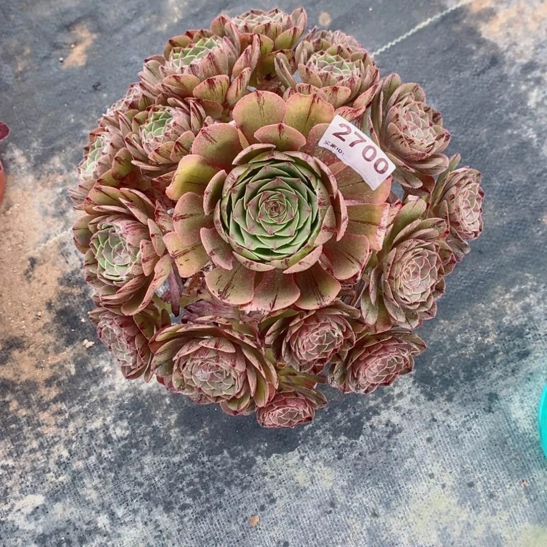 万拉丝3700多肉11111