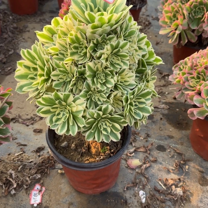 28-迈巴赫多肉不包售后