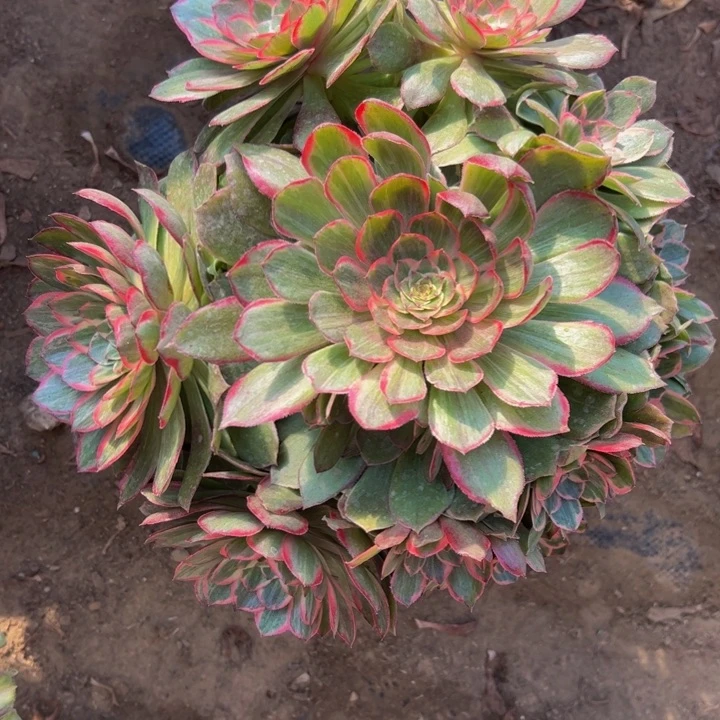 28.8莲花座一棵包邮