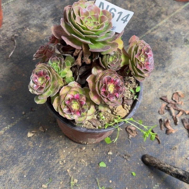 瑞妈多肉园艺614海王七彩