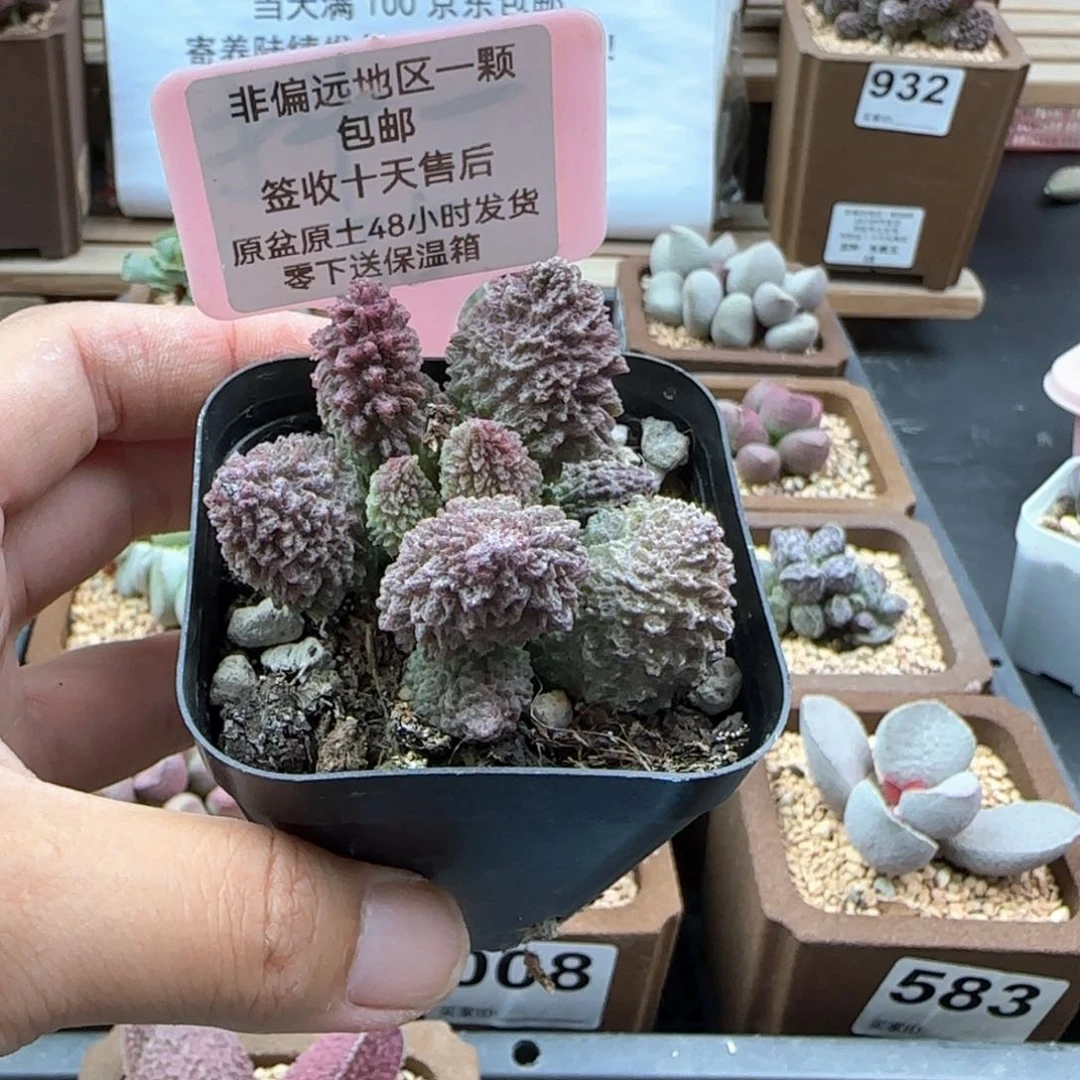 811朱紫玉多肉植物