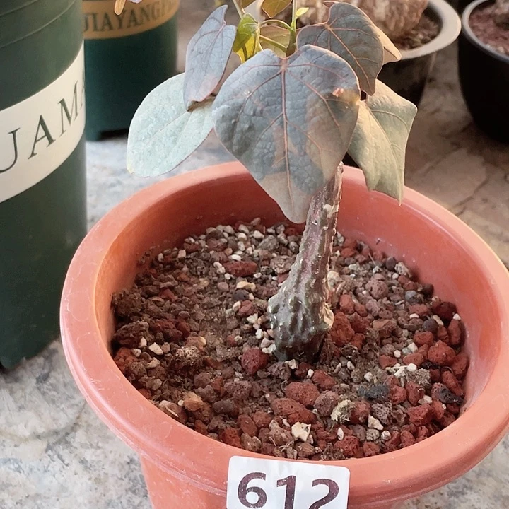 612红叶西番莲块根