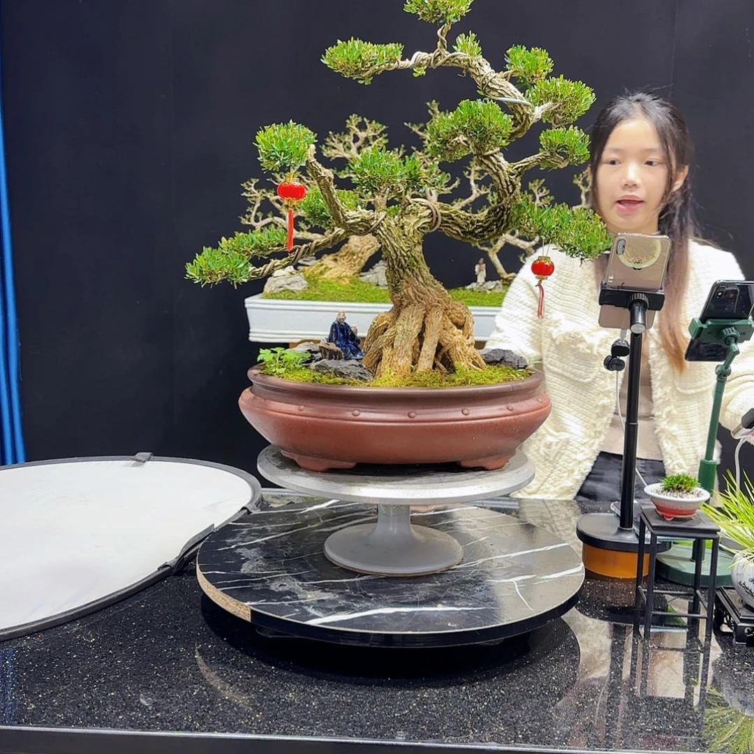 黄杨室内室外好养