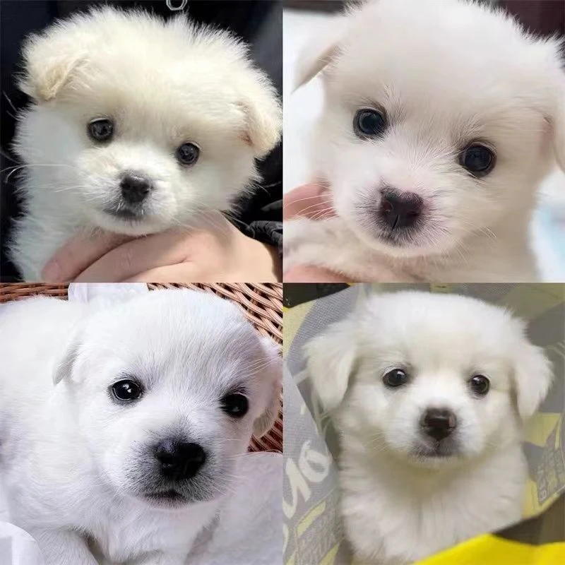 中华田园犬蝴蝶犬小型犬长不大幼犬宠物狗