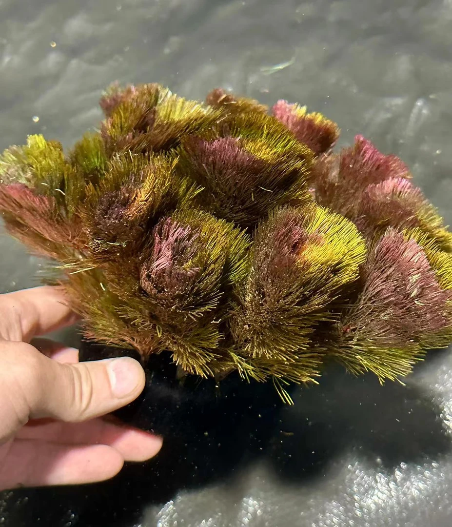 【红菊】大坨水草新手鱼缸造景广州直发无需种植入缸成景淡水植物草