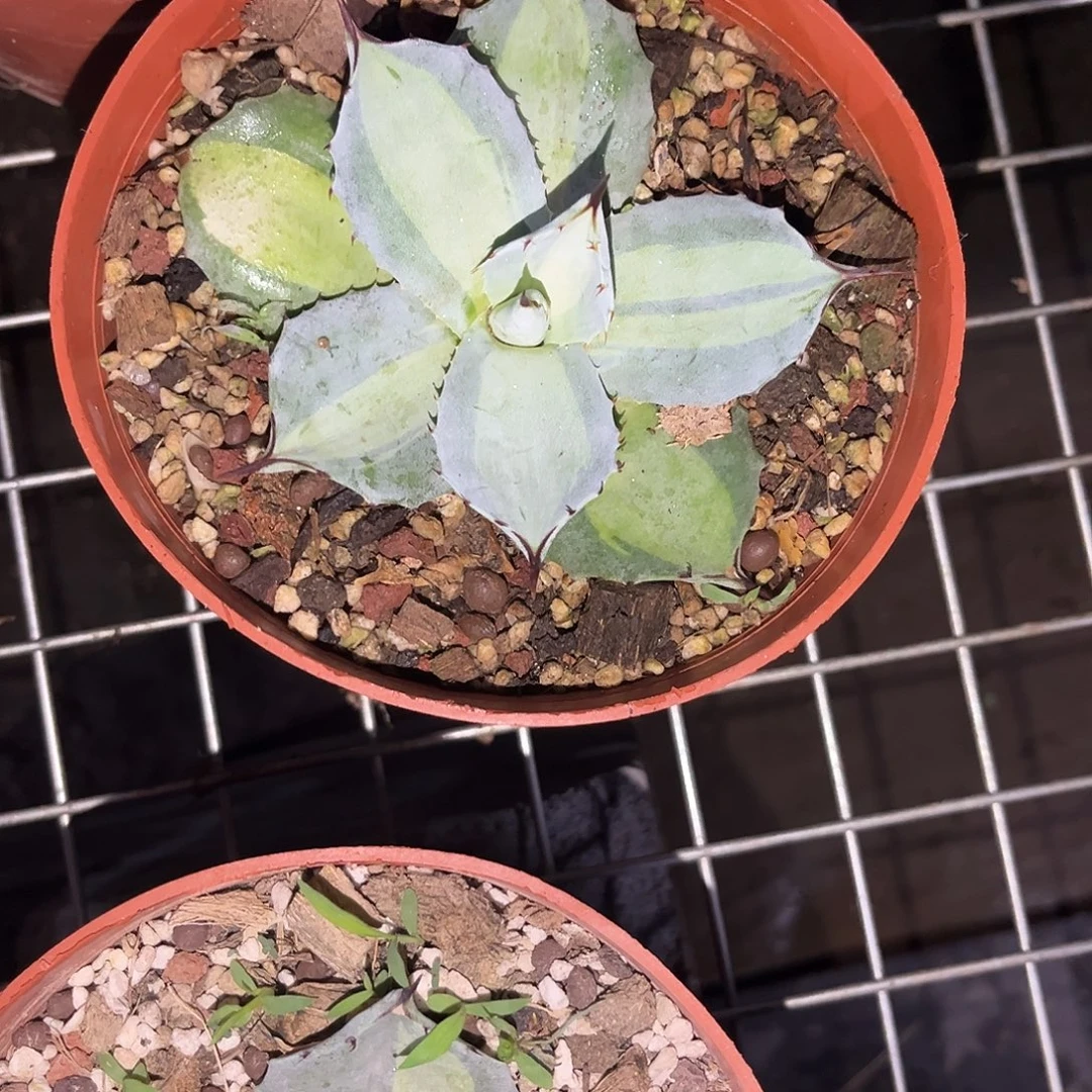 浅***）虚空藏浅中斑龙舌兰