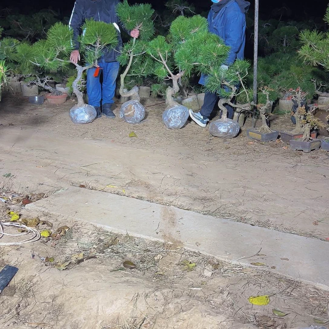 无花朵四****店888888888888