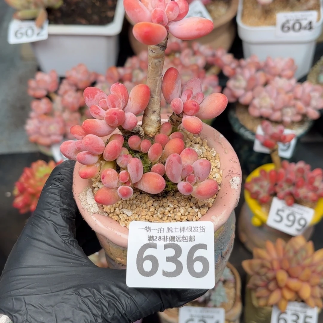 樱花奶整群无盆土发货