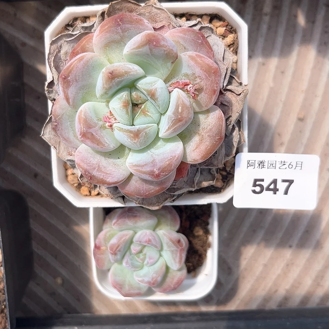 阿雅园艺。   547