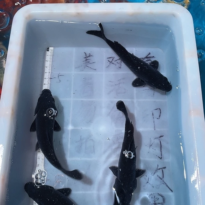 蝴蝶鲤鱼渔场直发20