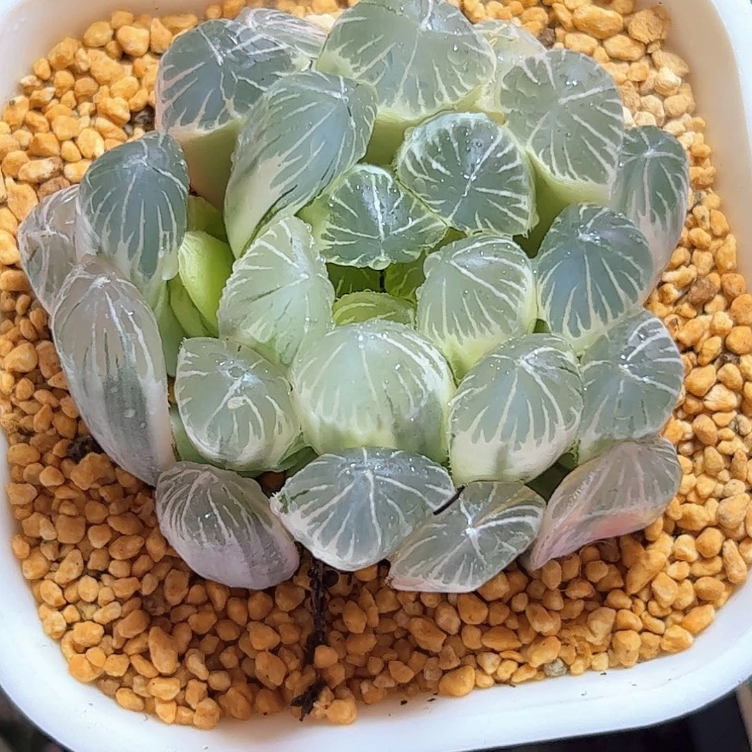 实生玉露糊斑母本锦十二卷多肉