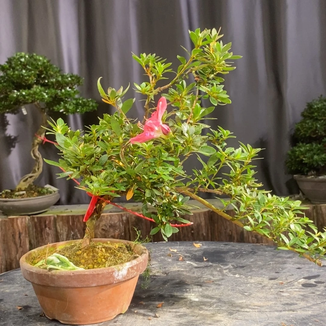 无花朵皋月杜鹃一物一花