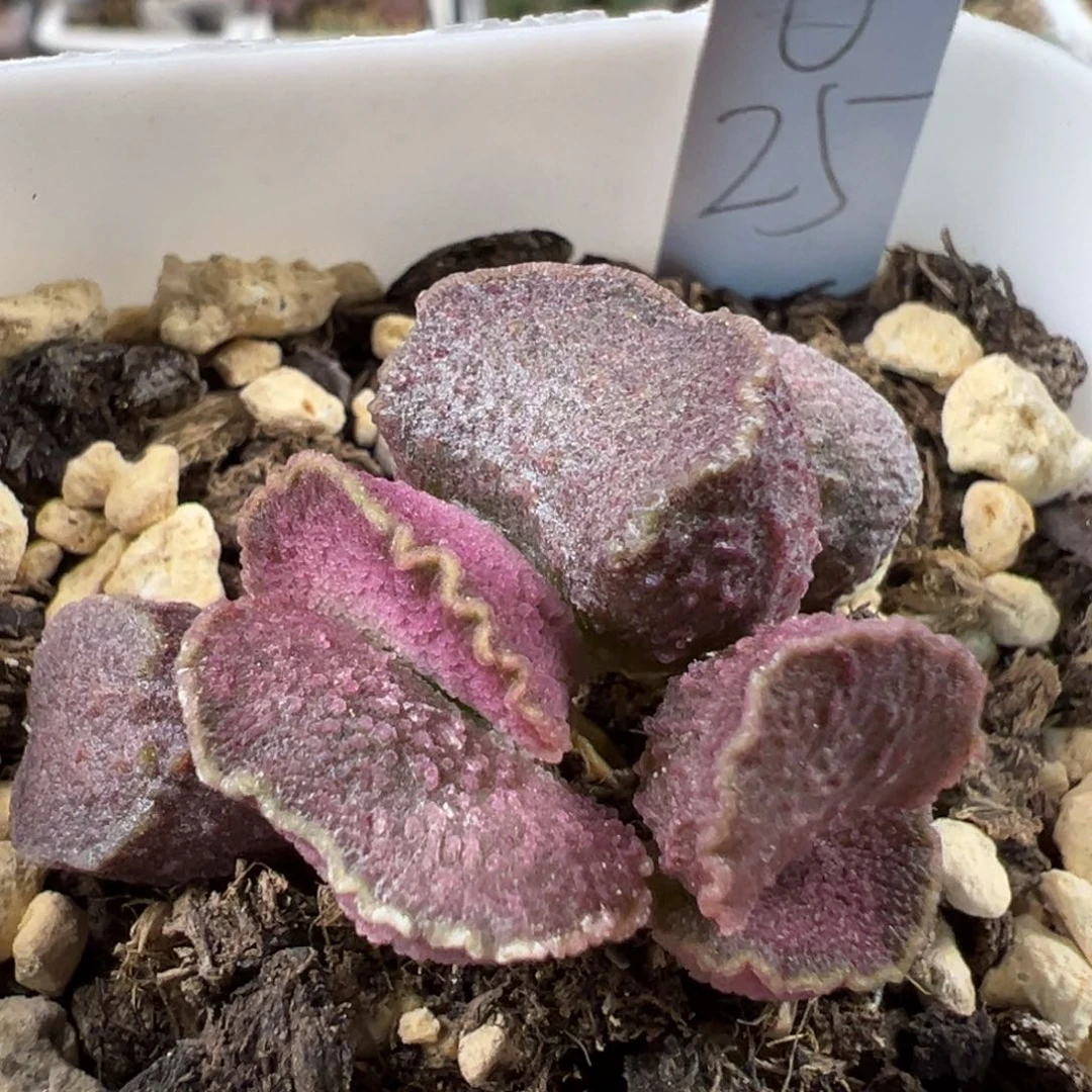 金色皱边冰晶颗粒款实生新品