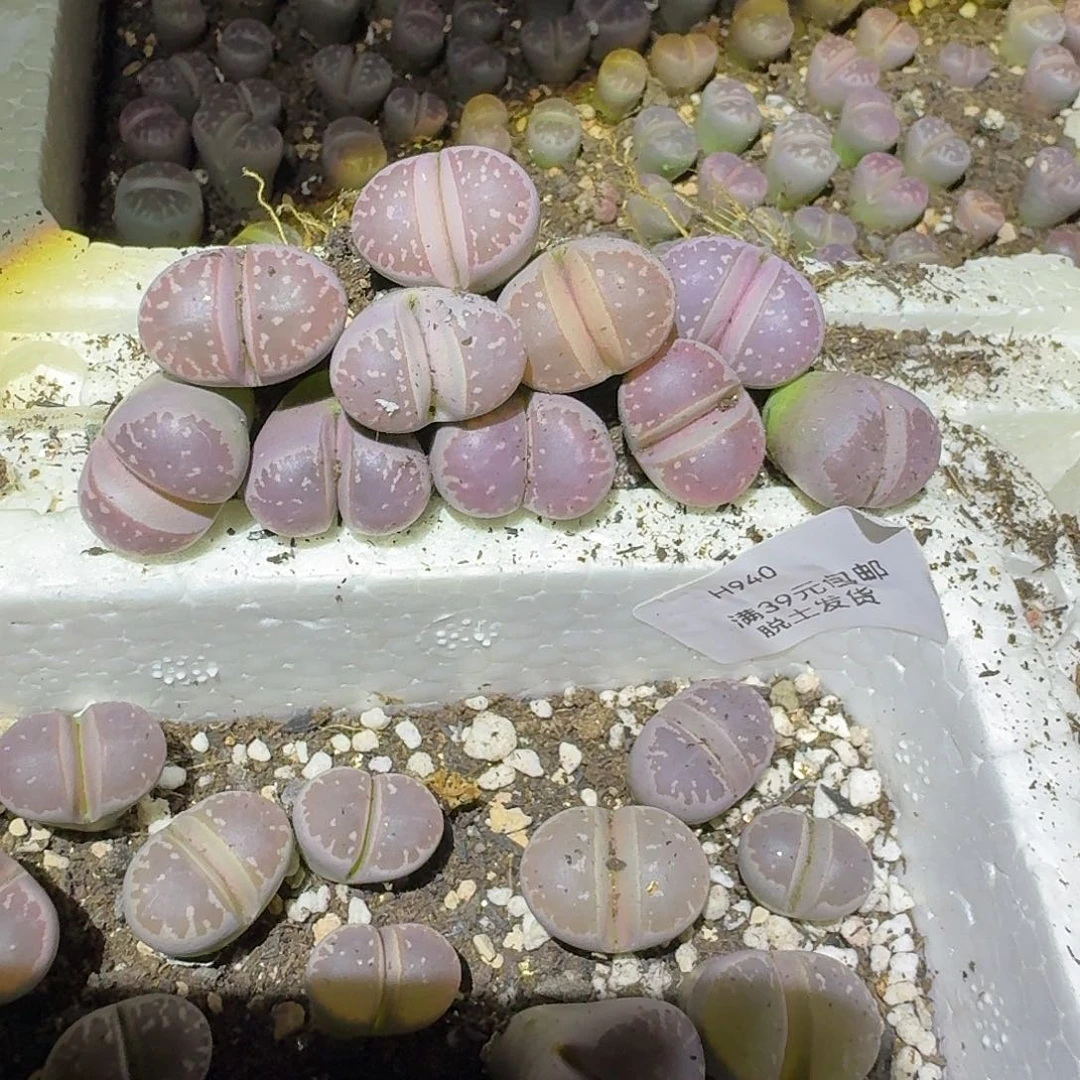 嘎***诶940多肉哈哈哈哈哈哈哈