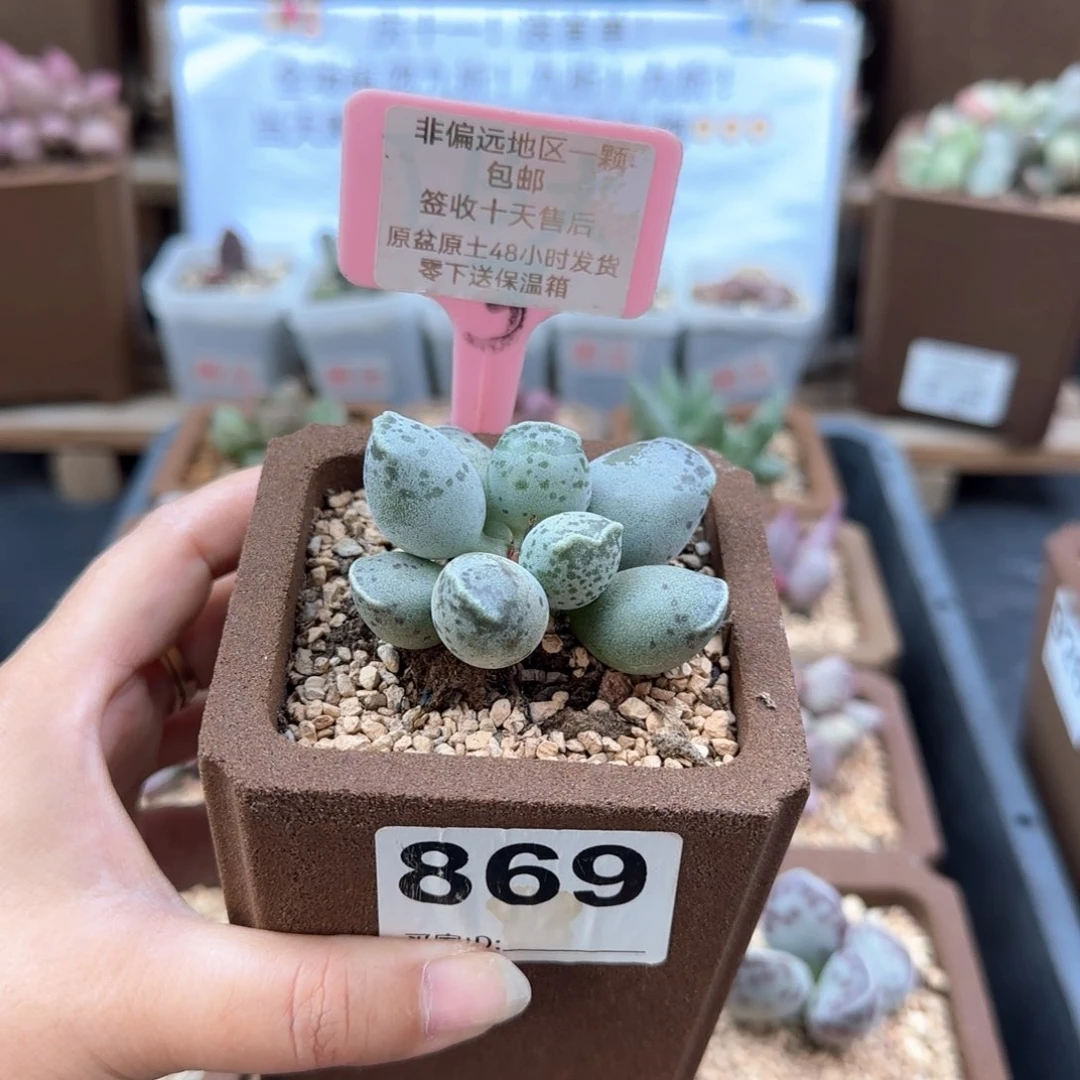 869丸叶海豹多肉植物