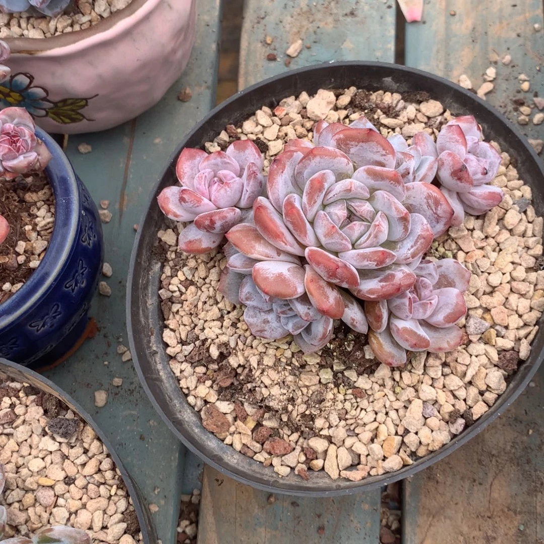 无花朵哈哈哈哈哈哈哈哈哈15