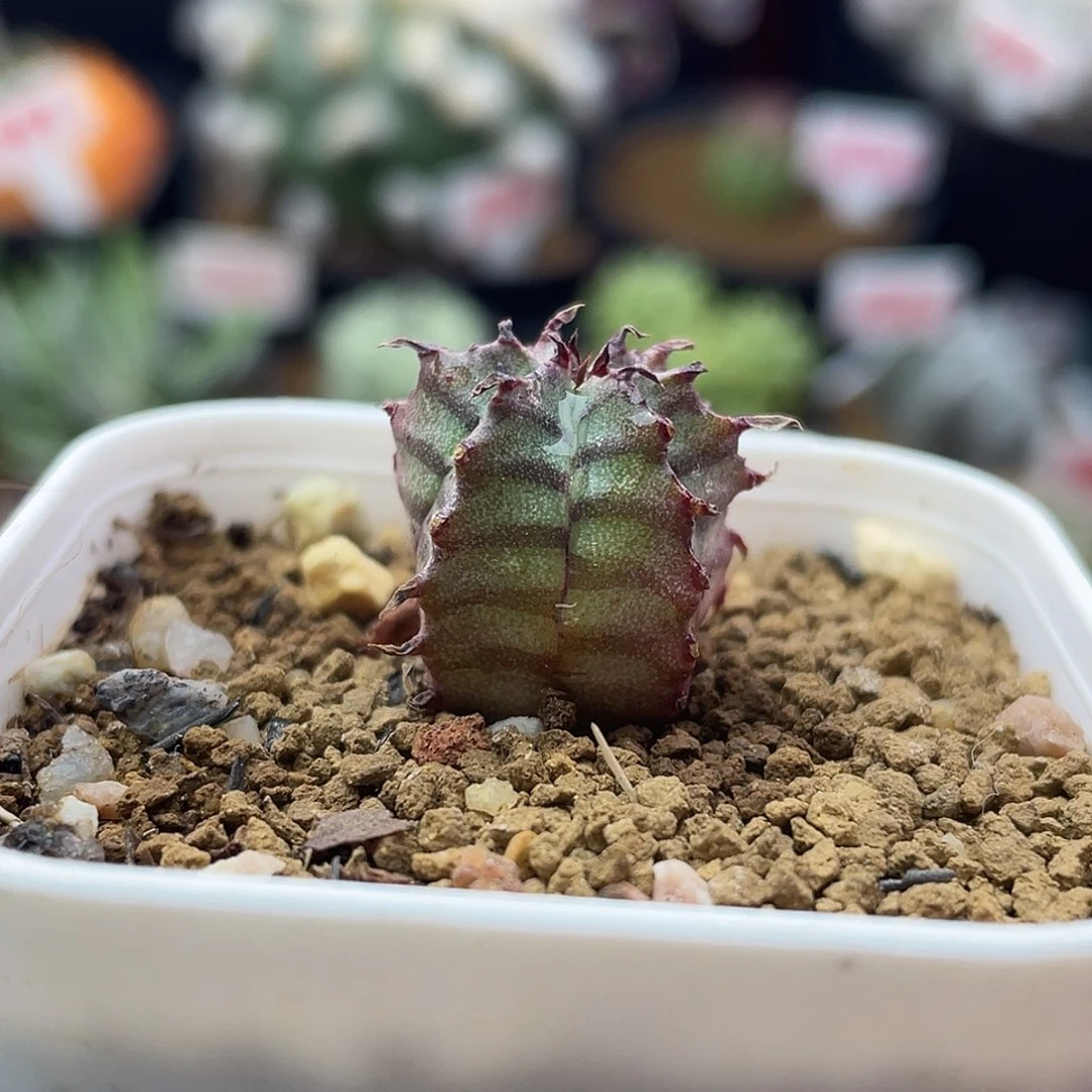 实生羽田斑马魁伟玉仙人球