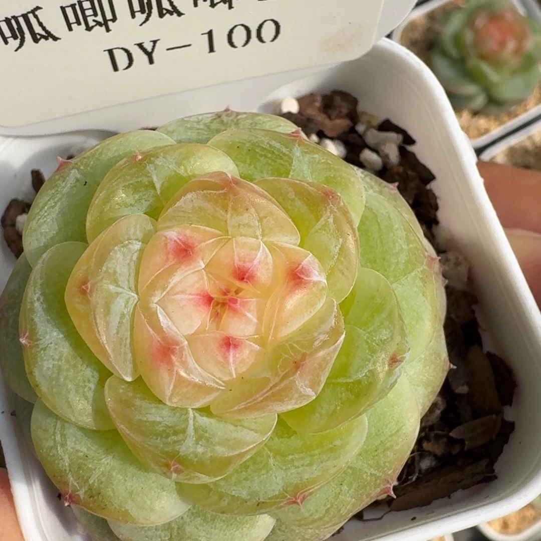 1010-100-大胖橘单头