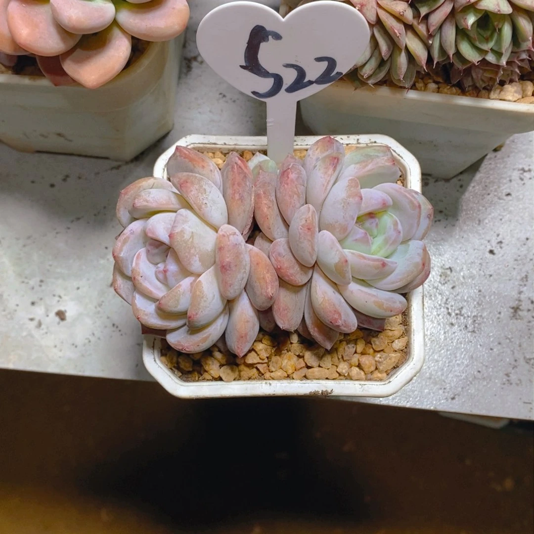 f****）雪天使梦露双头