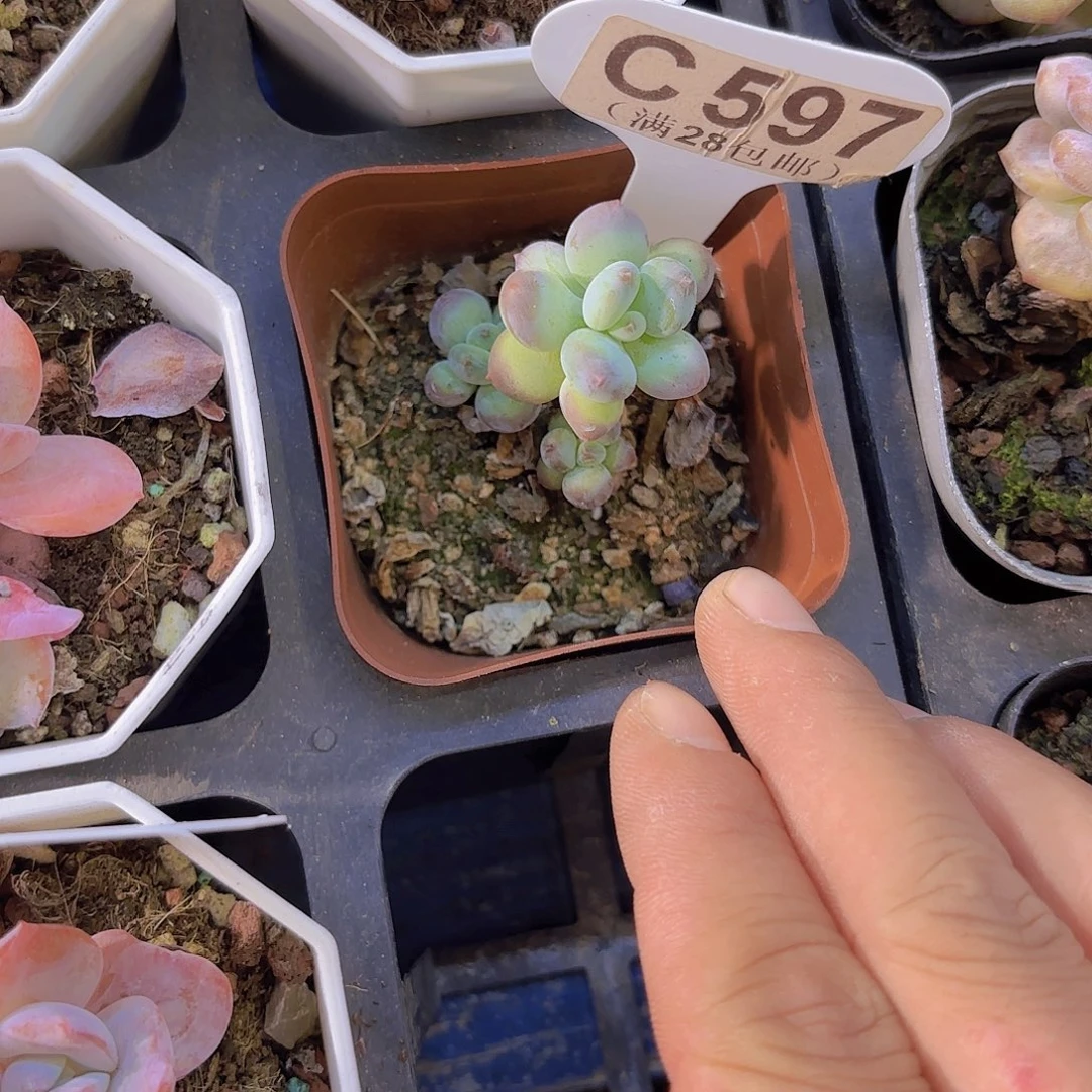 C597萤火虫一物一拍