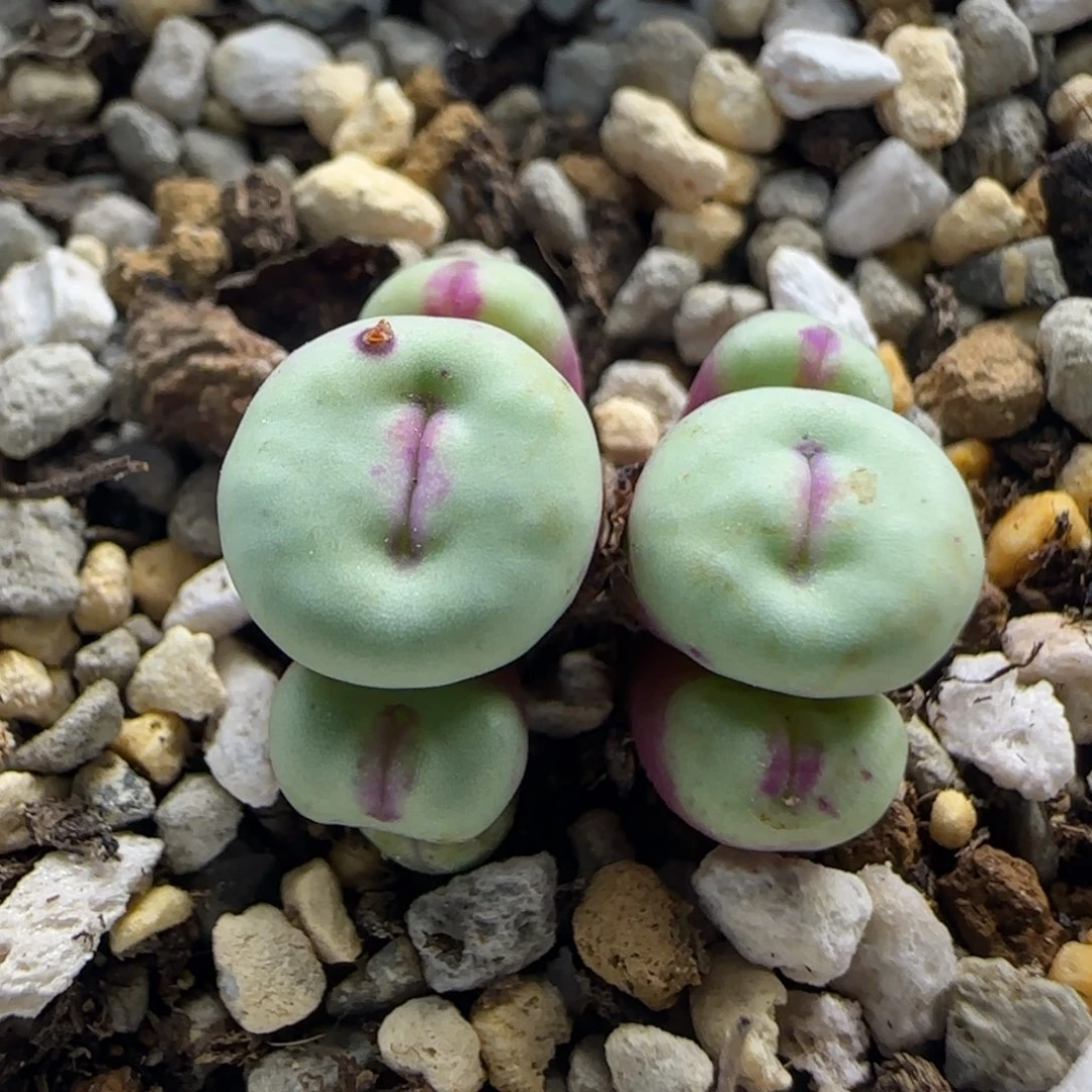 7-23-1-5当天满38包邮7头超厚红嘴脱土