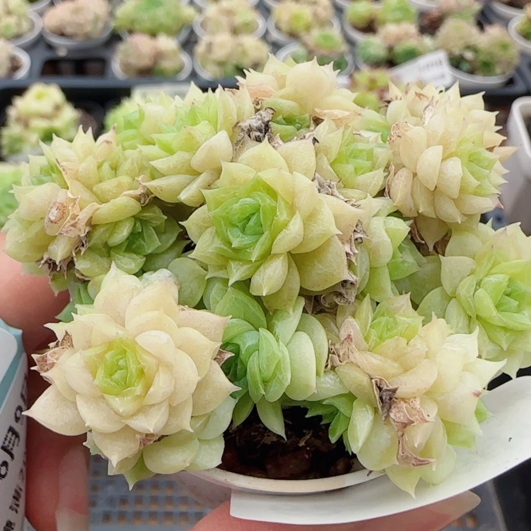 花语逸镜0609-62散